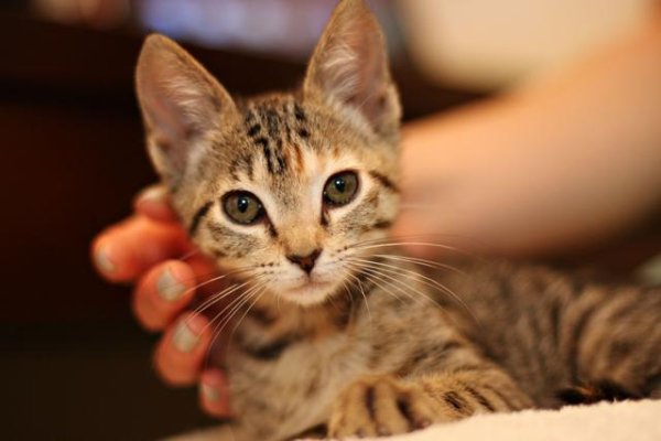 How should cats choose? Introduction to common cat breeds at home and abroad