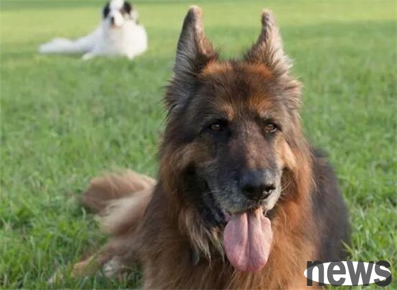 The world s top ten famous dogs are brilliant, appreciate the style and charm of the elite in the dog world