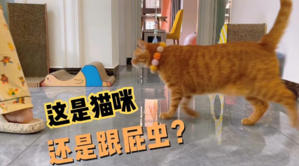 If a cat has these 6 manifestations, it proves that it loves you very much