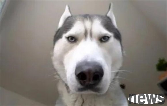 The 10 manifestations of dogs 