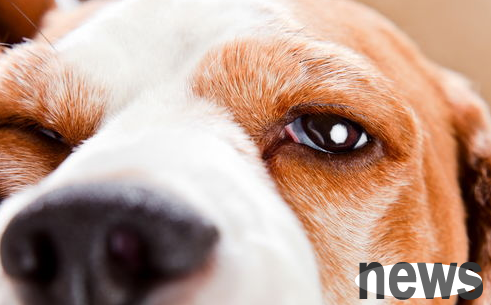 Take a look at what are the eye diseases that dogs are prone to? Come and get it