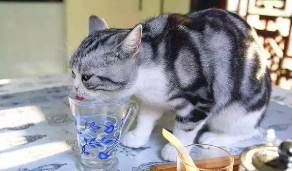 The cleaner the cat drinks, the better. The three water sources will make your cat sick!
