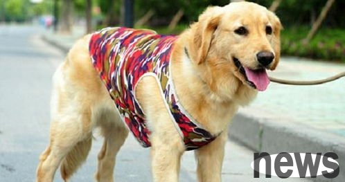 The most suitable time for ovulation of female dogs and breeding of female dogs