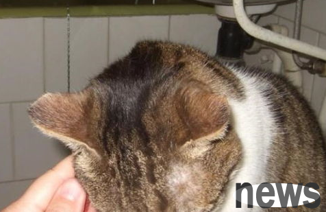How to comb cats’ hair? Why not take a look