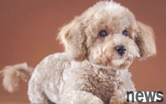 What should I do if my puppy’s hair turns white? You ll know after reading it