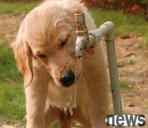 In the hot summer, dogs must understand the problem of drinking water