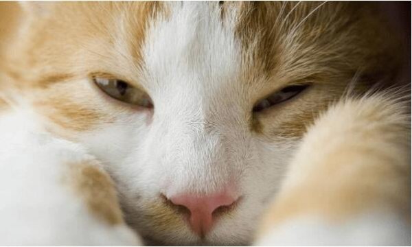 Tips for raising cats: What should I do if my cat is constipated?