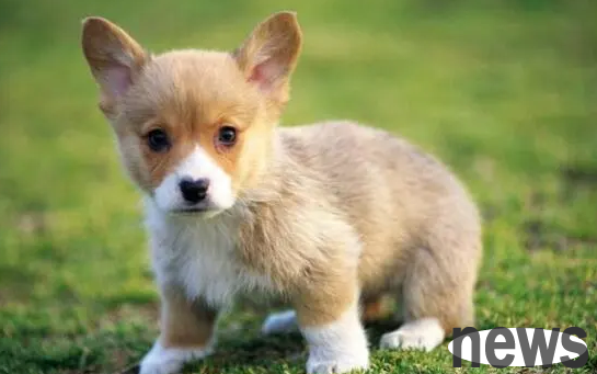 How to maintain a dog s heart if it is not good? How should I take care of it?