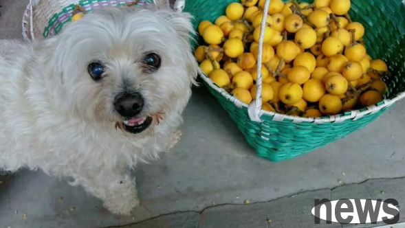 Can dogs eat loquats? Do not be careless!