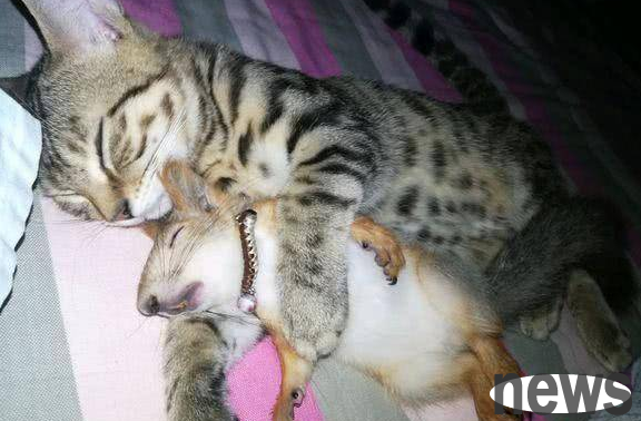 The squirrel was put in a cage, but the cat s behavior made the owner laugh and cry