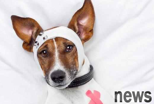 What are the symptoms of parvovirus in puppies? You will understand after reading it