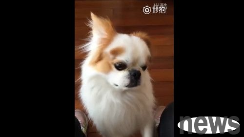 Oscar owes him a little golden dog. The butterfly dog ​​perfectly interprets the bitterness of life.