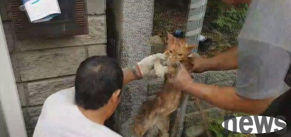 The kitten got stuck in the crack of the stone in the house. The owner of the house agreed to demolish the wall to save the cat.